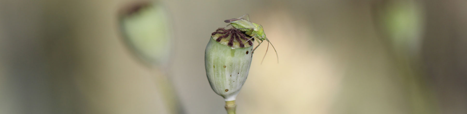 Auf diesem Bild ist ein Insekt auf einer Mohnblume zu sehen