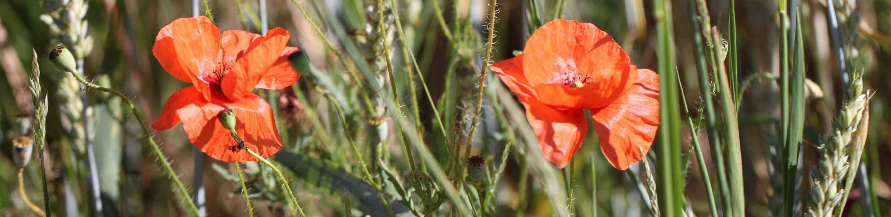 Verschiedene Blumen und Mohn